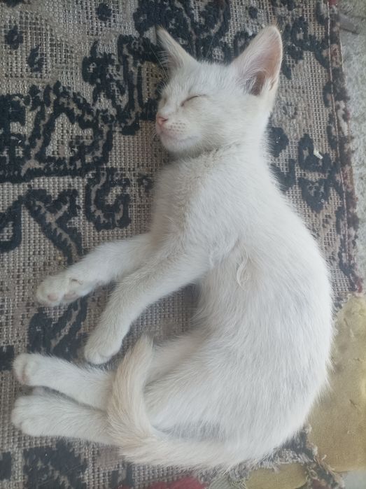 Aralash zotli mushukchalar