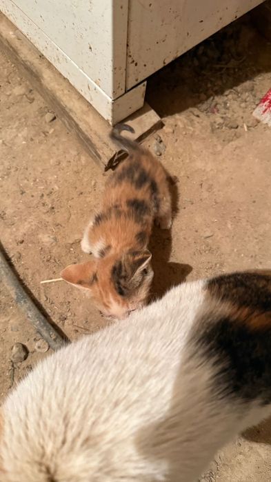 Отдам а хорошие руки