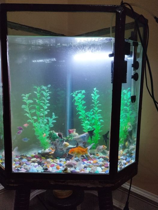 Akvarium jixozlari bilan