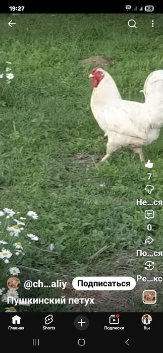 Петух Пушкинский