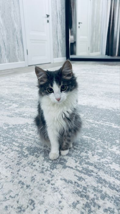 Кошка и котенок отдам в добрые руки