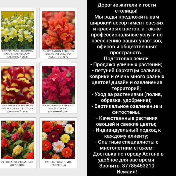 Рассада овощей и цветов