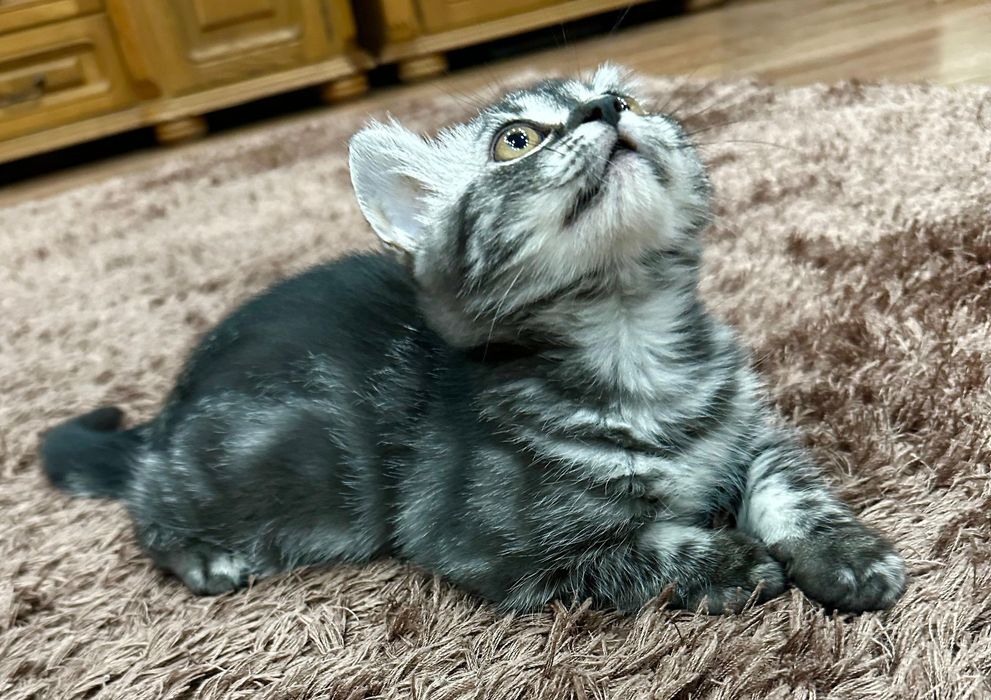 Ласковая скоттиш-страйт девочка
