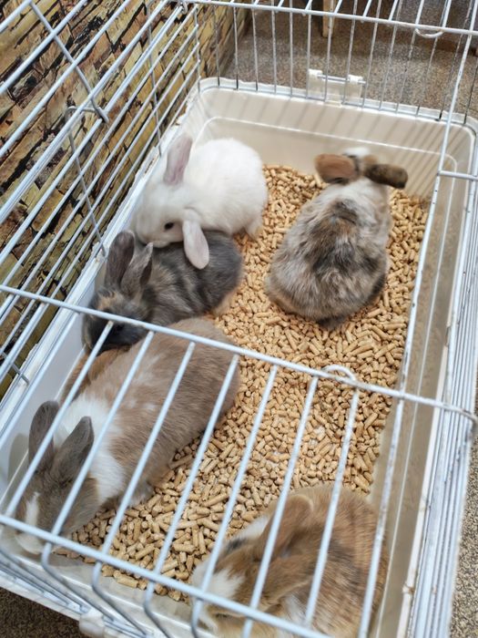 Кролики  декоративные