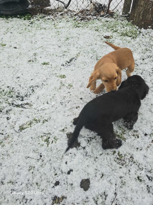 Koker na tiri meseca ima vaksini