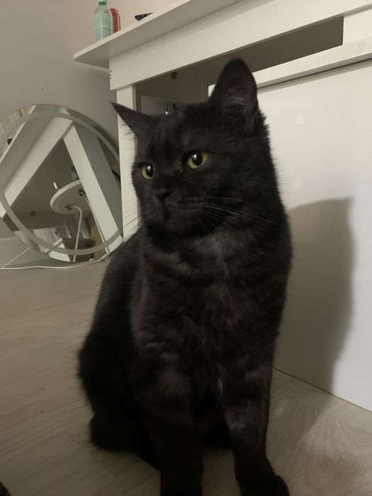 Кошечка породы Скоттиш страйт