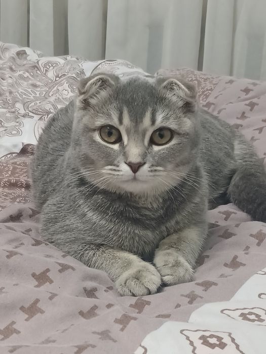 Продаеться умная кошечка