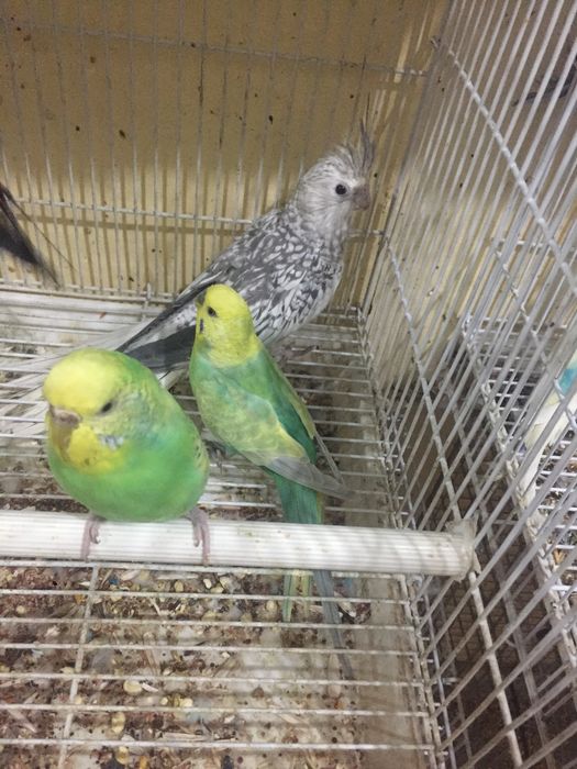 валнисти папугай сотилади