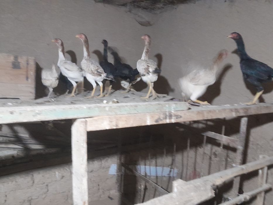 Yaqinda tuxumga kiradi