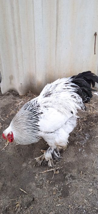 Xoroz va tovuq brama ulgurib qoling