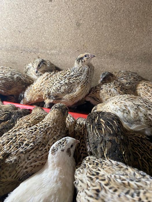 Молодые перепелки несушки