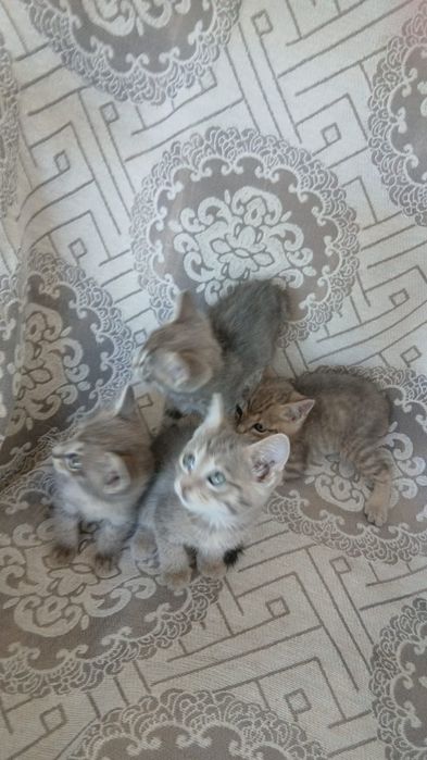 Отдам котят в хороший руки