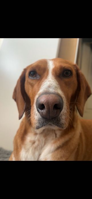 Подарявам Куче за лов