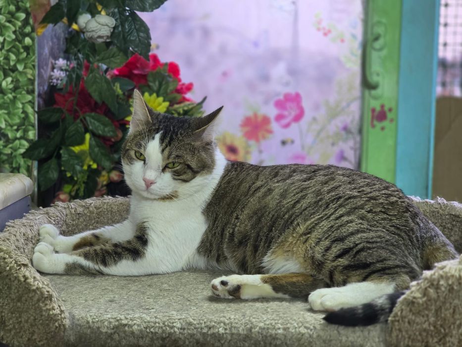 Кот Гарри ищет дом