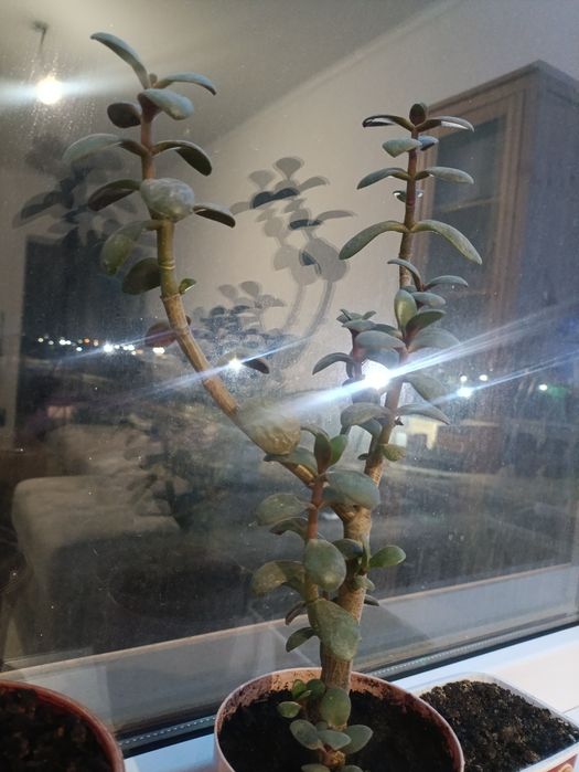 Толстянка, денежное дерево и хлорофитум