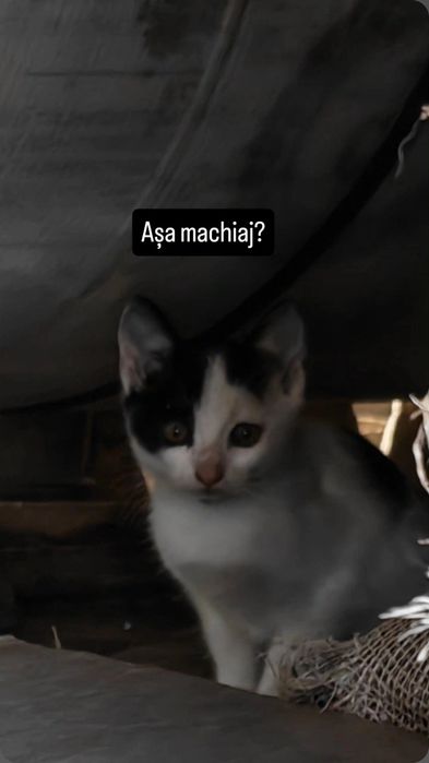 Pisicuțe spre adopție