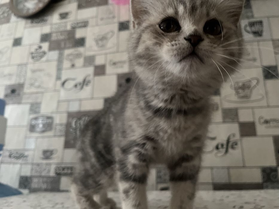 Шотландский котенок