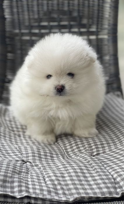 Померан Мини