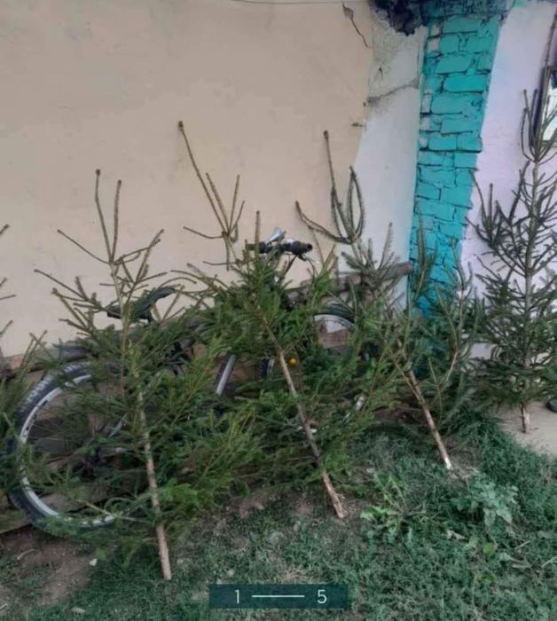 Brăduți pentru nu-ți