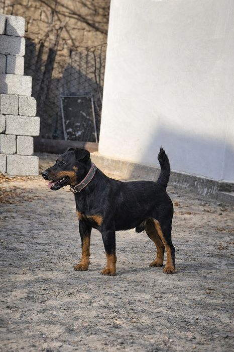 Ягдтерьер сатылымда