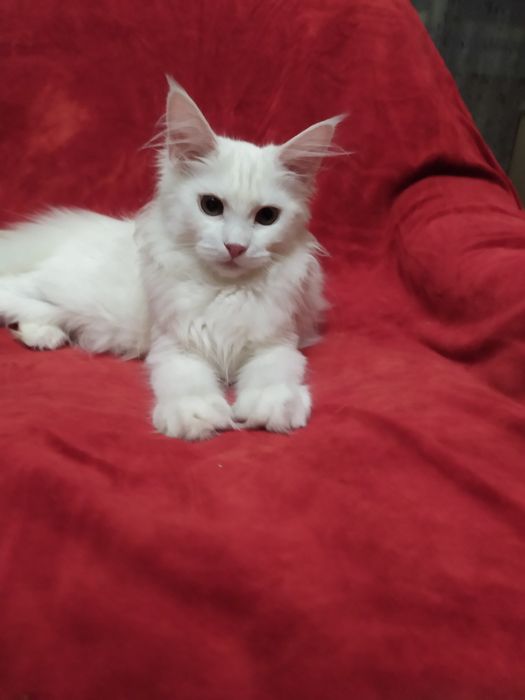 Готовится  на бронь девочка майн-кун помет к.полный покет документов