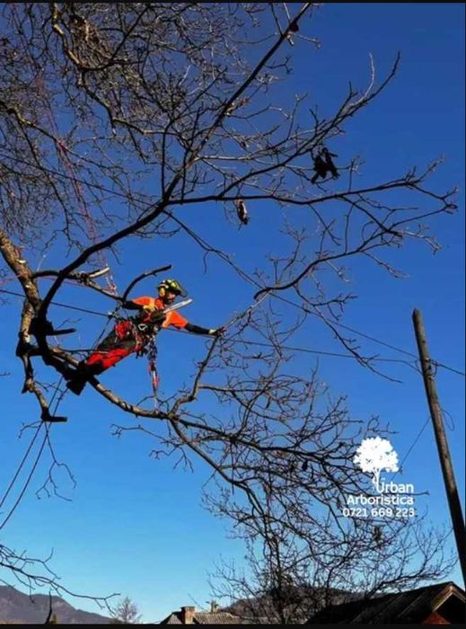 Doborare Taiere Defrisare Copaci Arbori Pomi Cluj Napoca