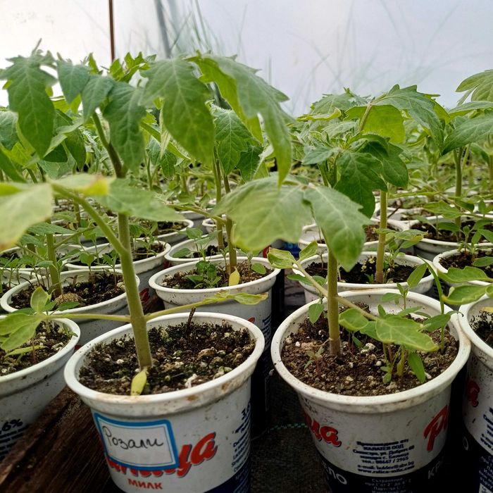 Продаваме Разсад- Домати