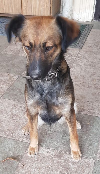 Отдам в хорошие руки! Собачку девочка Динга.