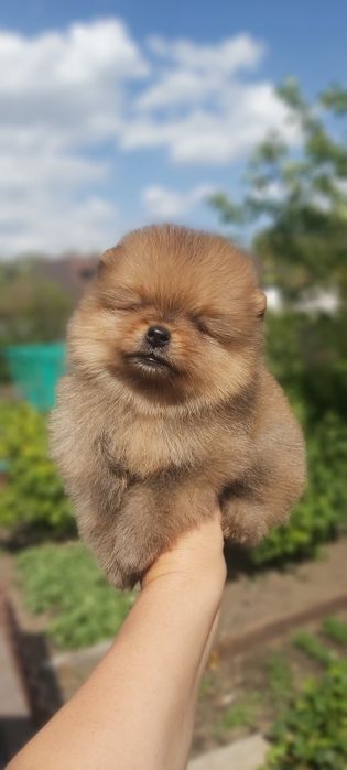 Шпиц мальчик готов к переезду
