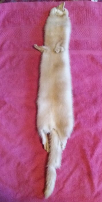 Норковая шкурка золотисто жёлтого цвета.