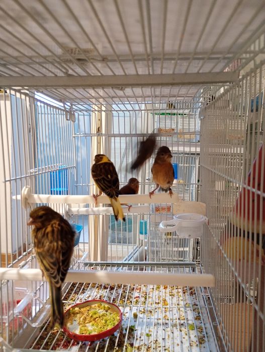 De vânzare   15 masculi.