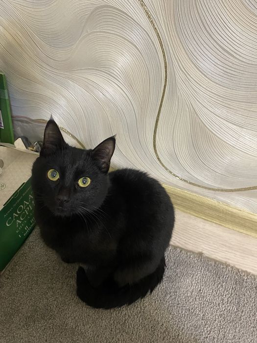 Продаётся кот в хорошие руки