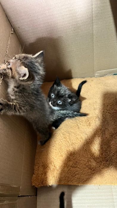 Отдам котят в добрые руки