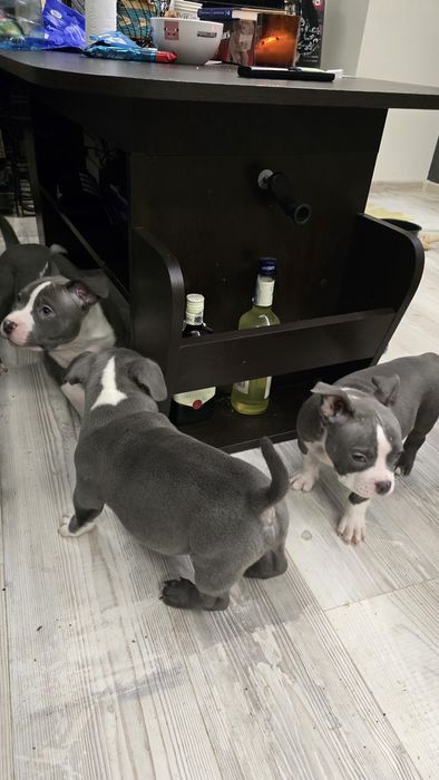 Американско Покет Були