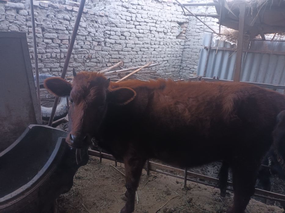 Bùgoz gunojin sotiladi