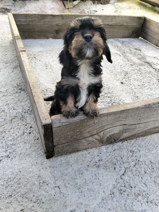 Cavapoo Băiețel jucaus.