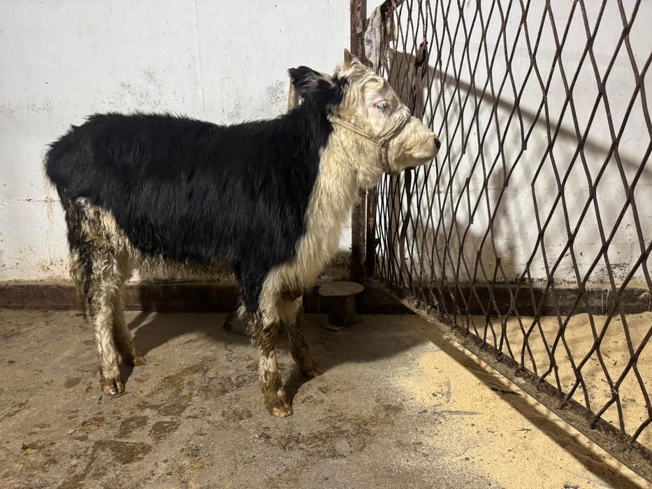 Ұрғашы Баспақ семіз  6 айдан асқан