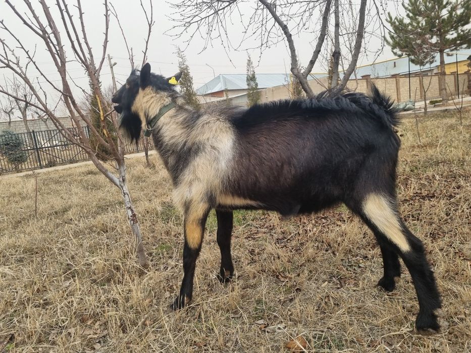 Парода Алпиский пиакок теке