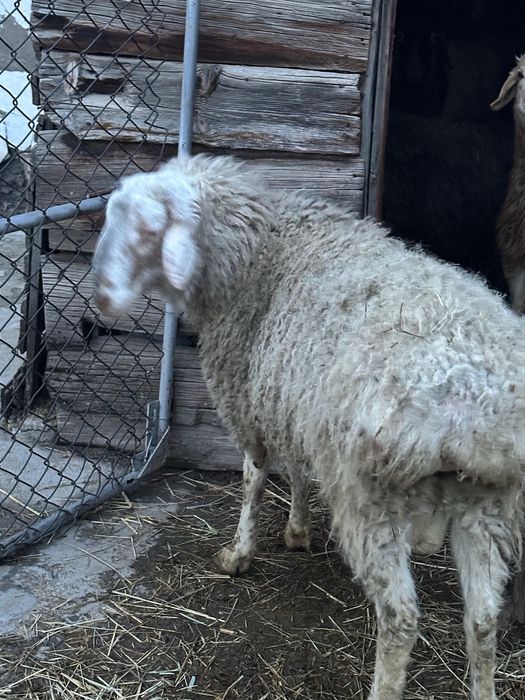 Баран породы саудабар