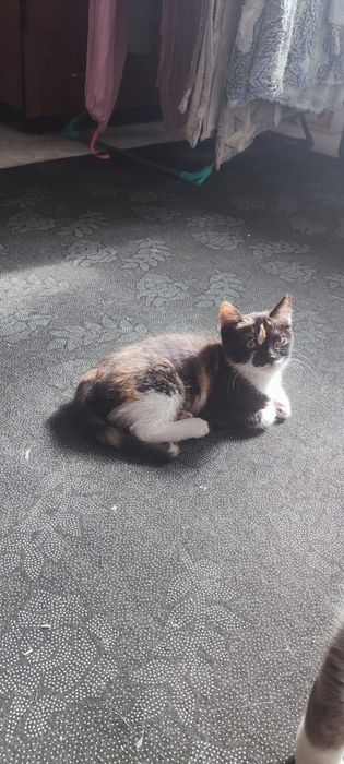 Срочно в добрые руки