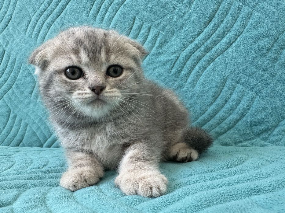 Продам вислоухих котят