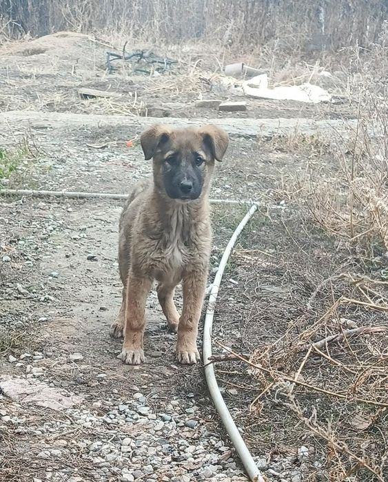 Щенок овчарка метис