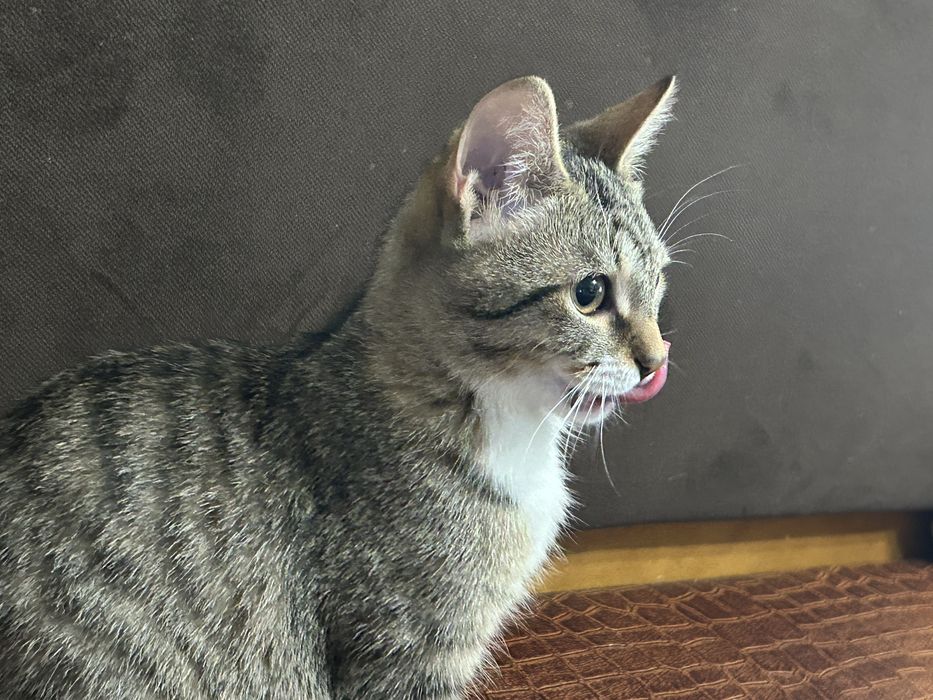 Мальчик ищет хозяев