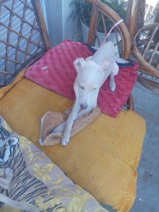 Малка италианска хрътка. Левретка