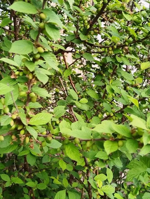 Продам дачу на Железнодорожных дачах