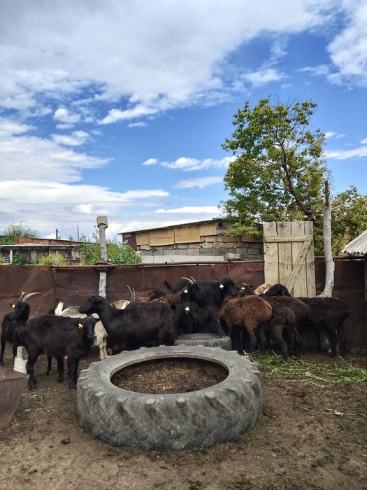 Здраствуйте продам бараны напишите в личку