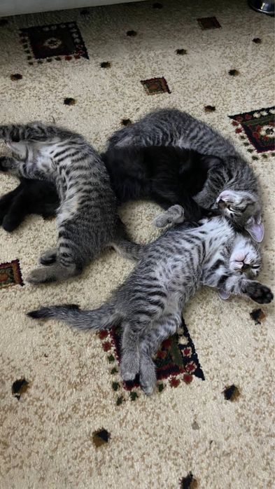 Котята (бесплатно)