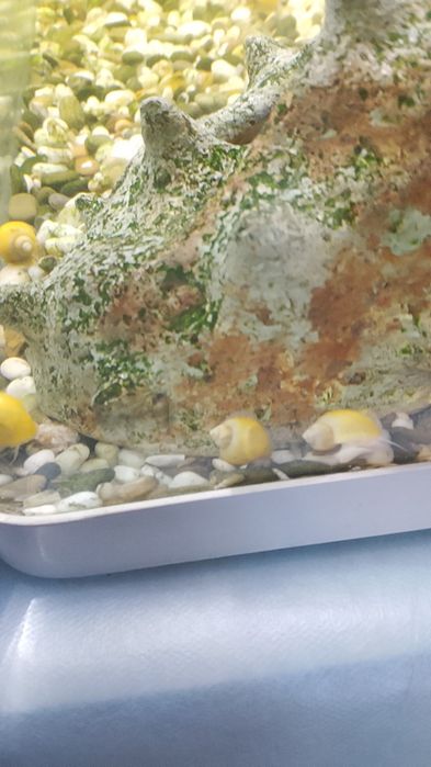 Продам оквариуные улитки