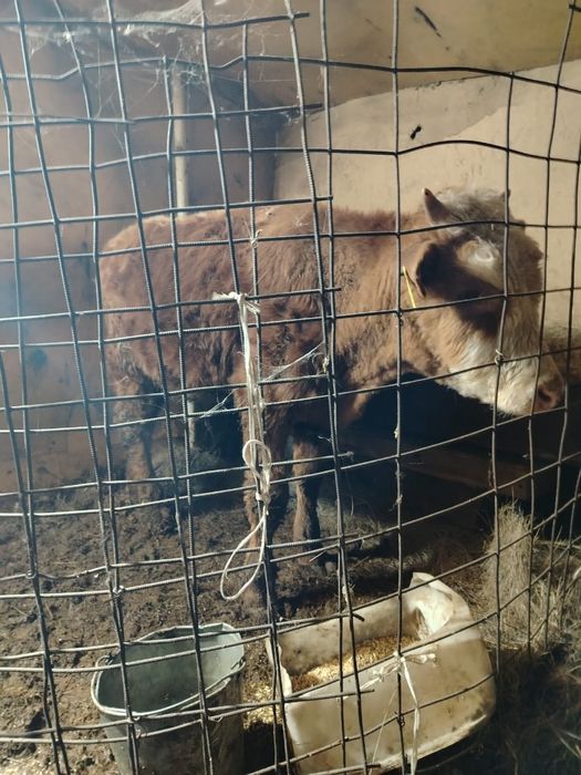 Продам полторашка бычок 350.000