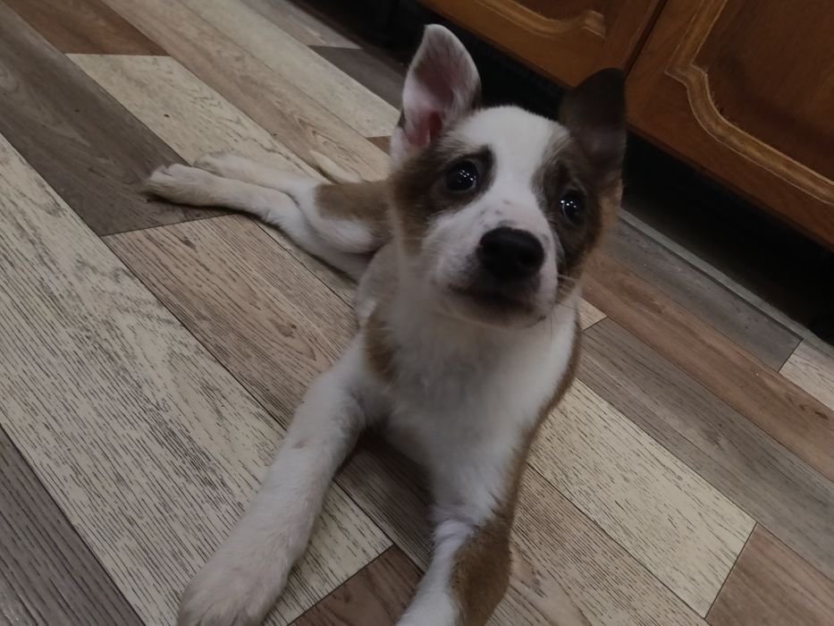 Ищет дом девочка!